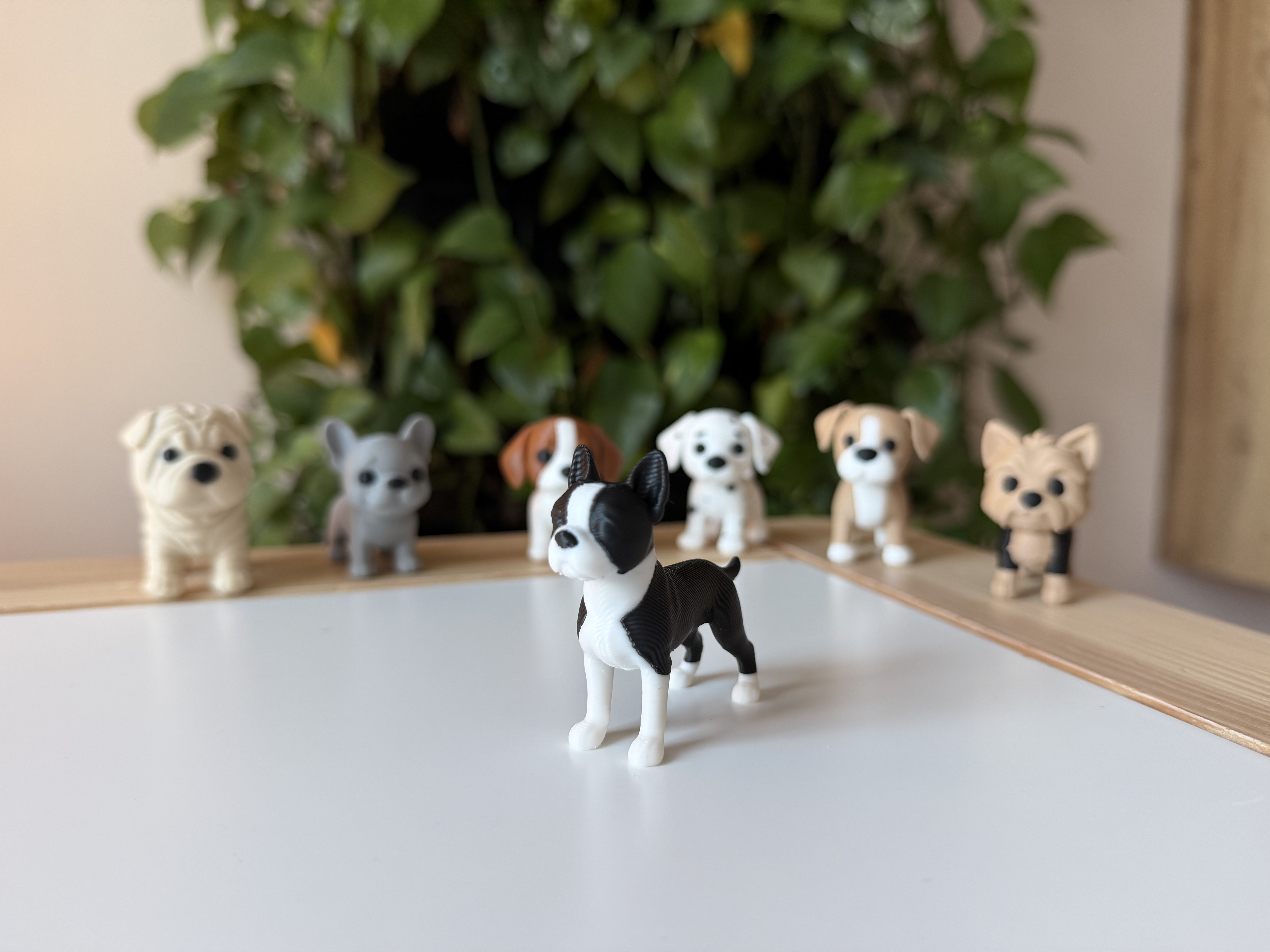Boston terrier