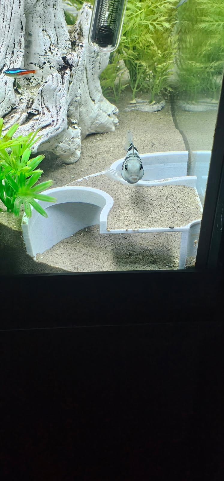 Aquarium Cave