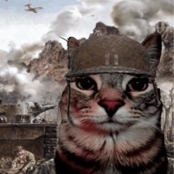 war cat meme