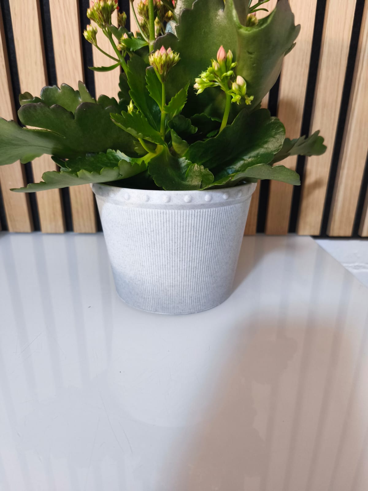Blumentopf