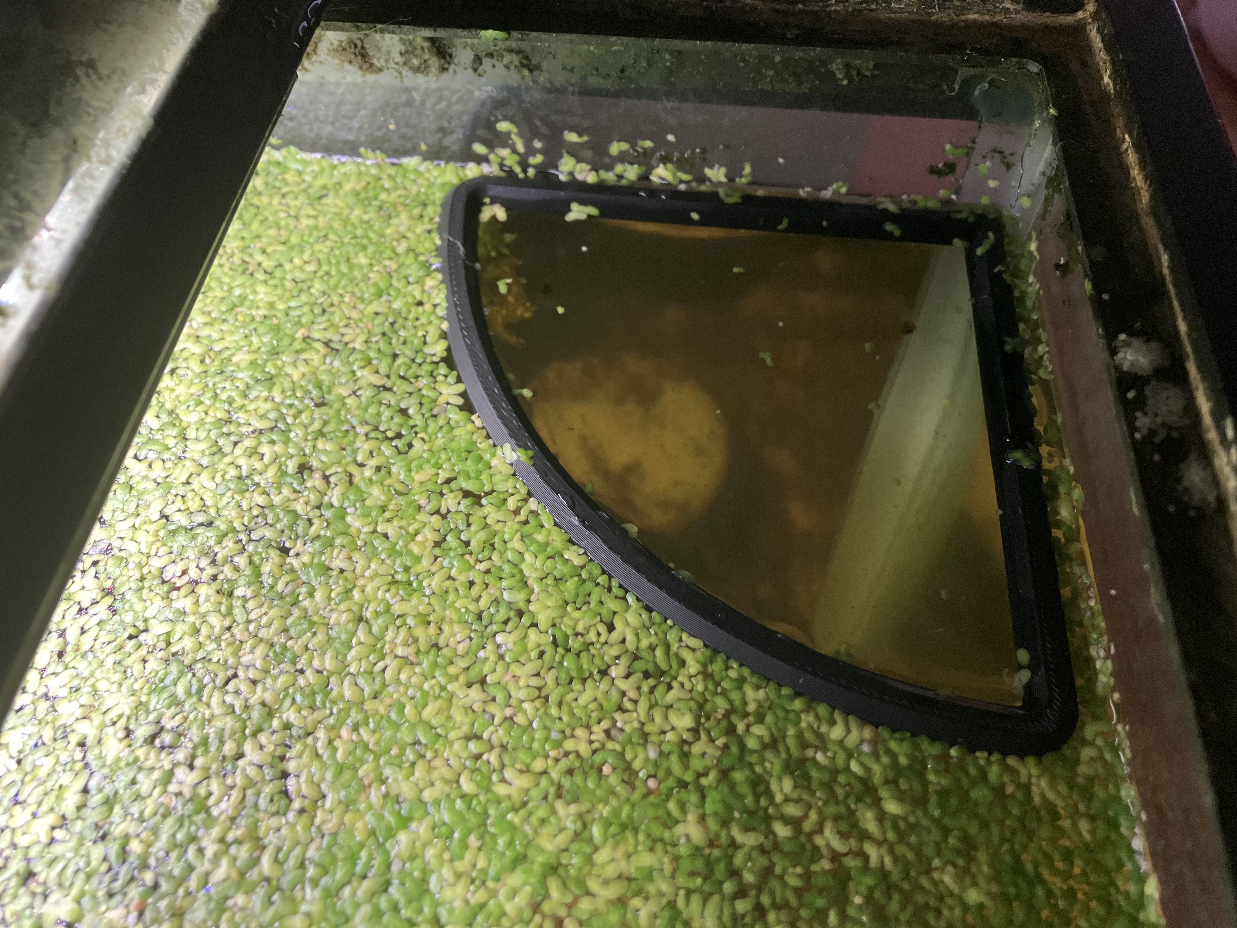 Feeder Ring - Corner