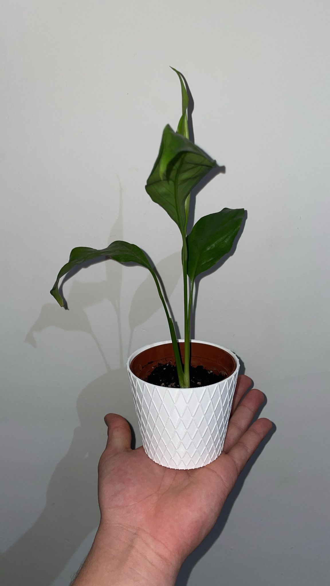 Macetero Pot — miniatura 3