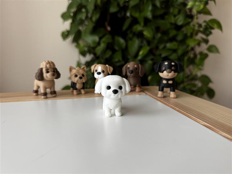 Maltese dog puppy