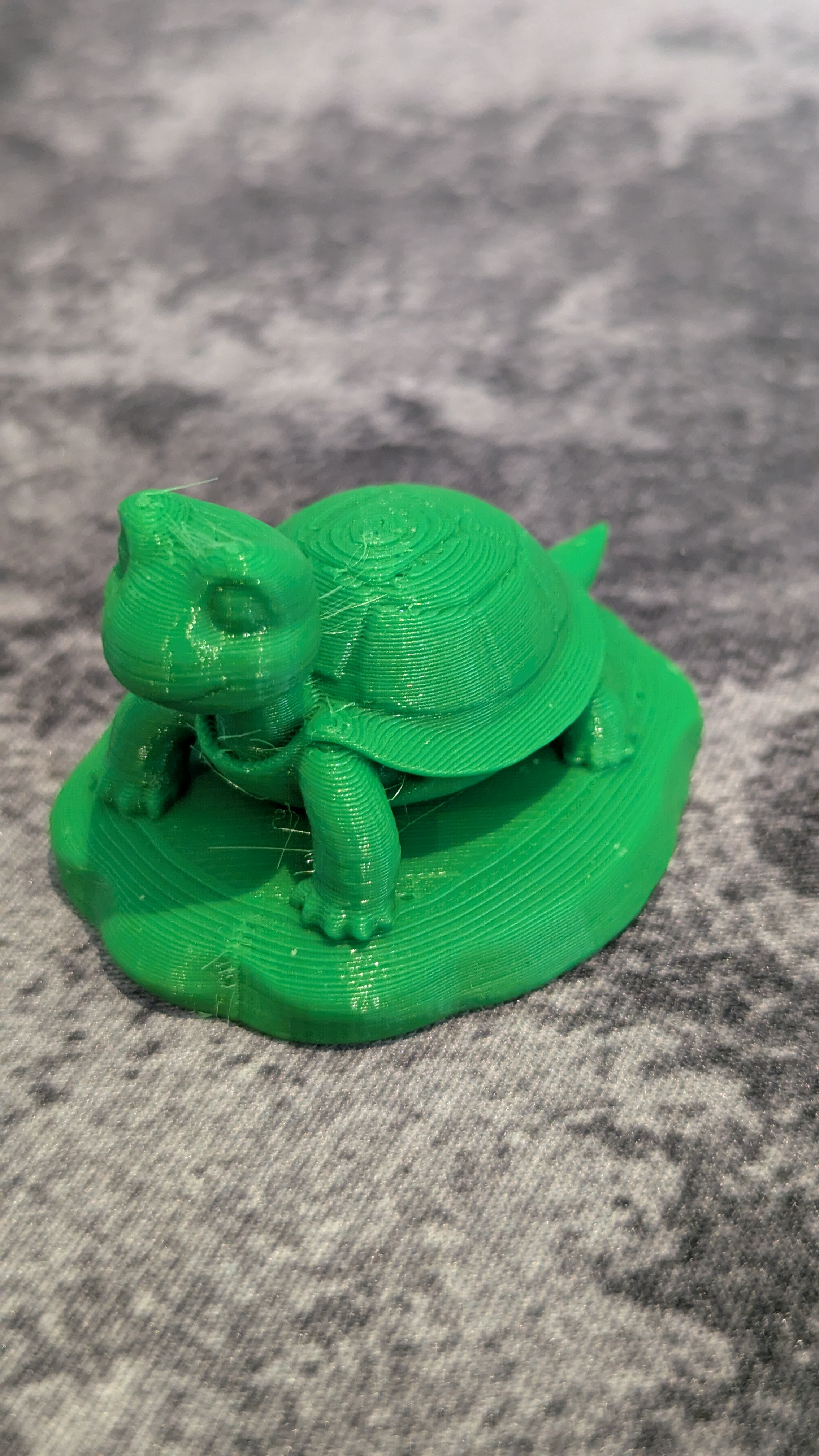 Turtle on a Rock