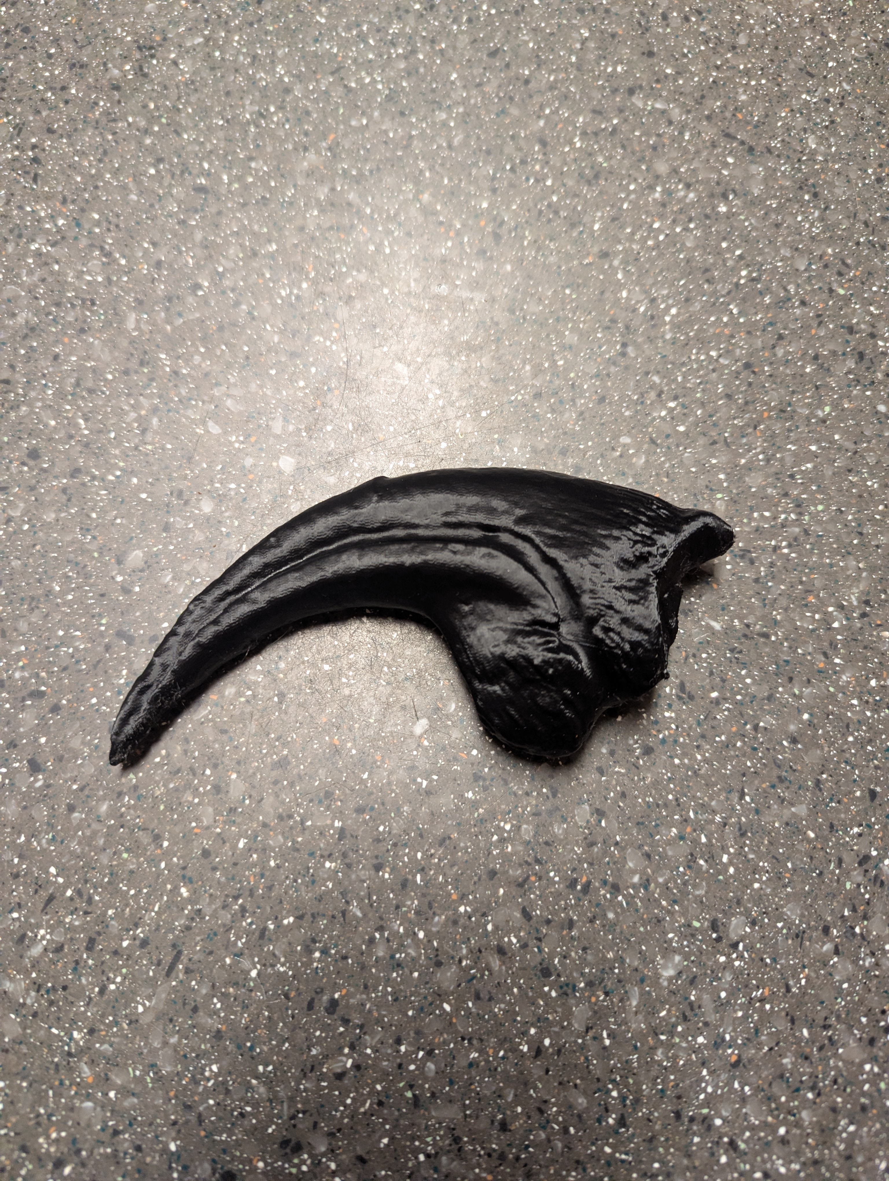 Allosaurus fragilis Claw