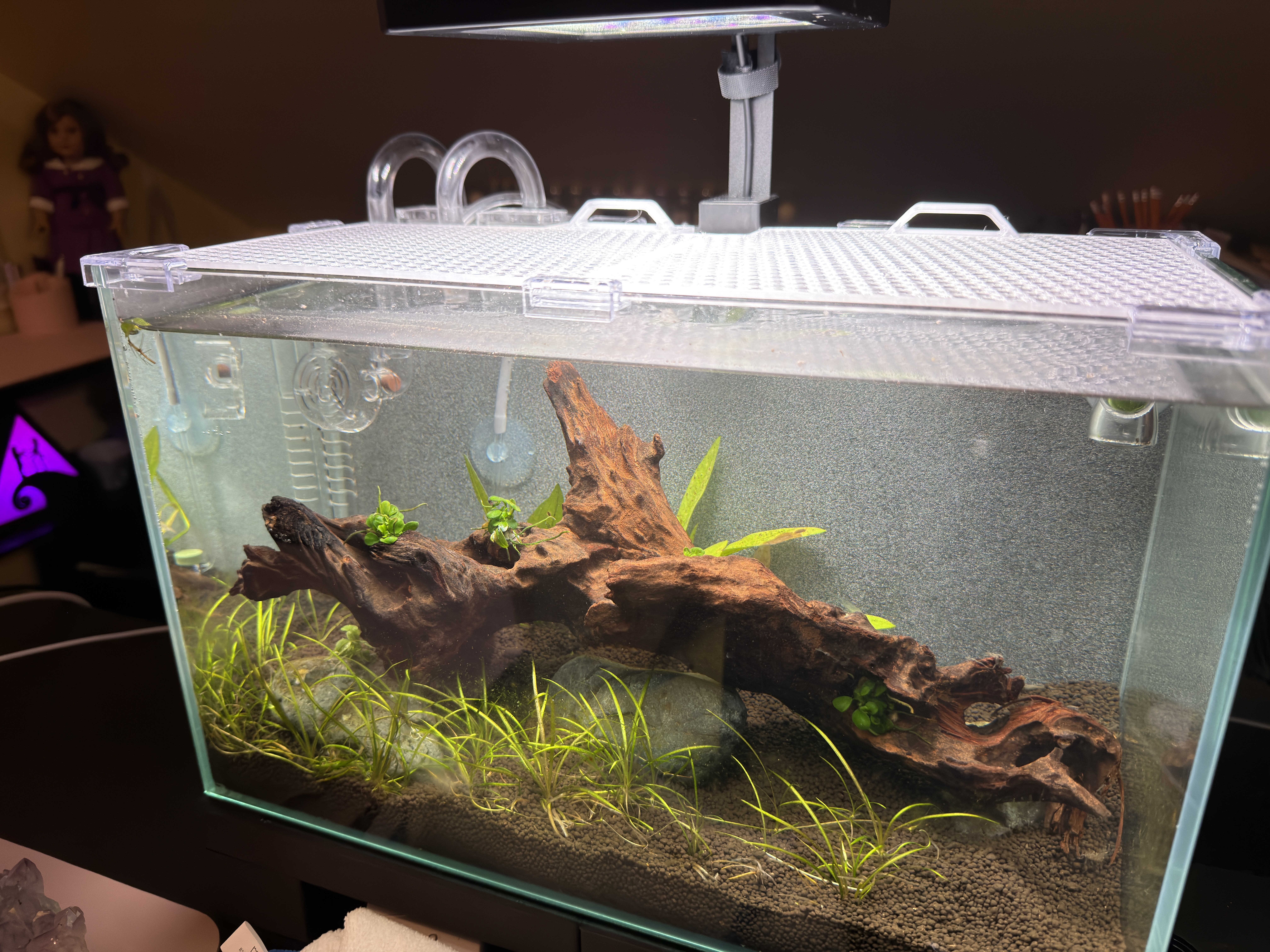 Custom Ventilated Lid for Lifegard Aquatics 5G Bookshelf Aquarium