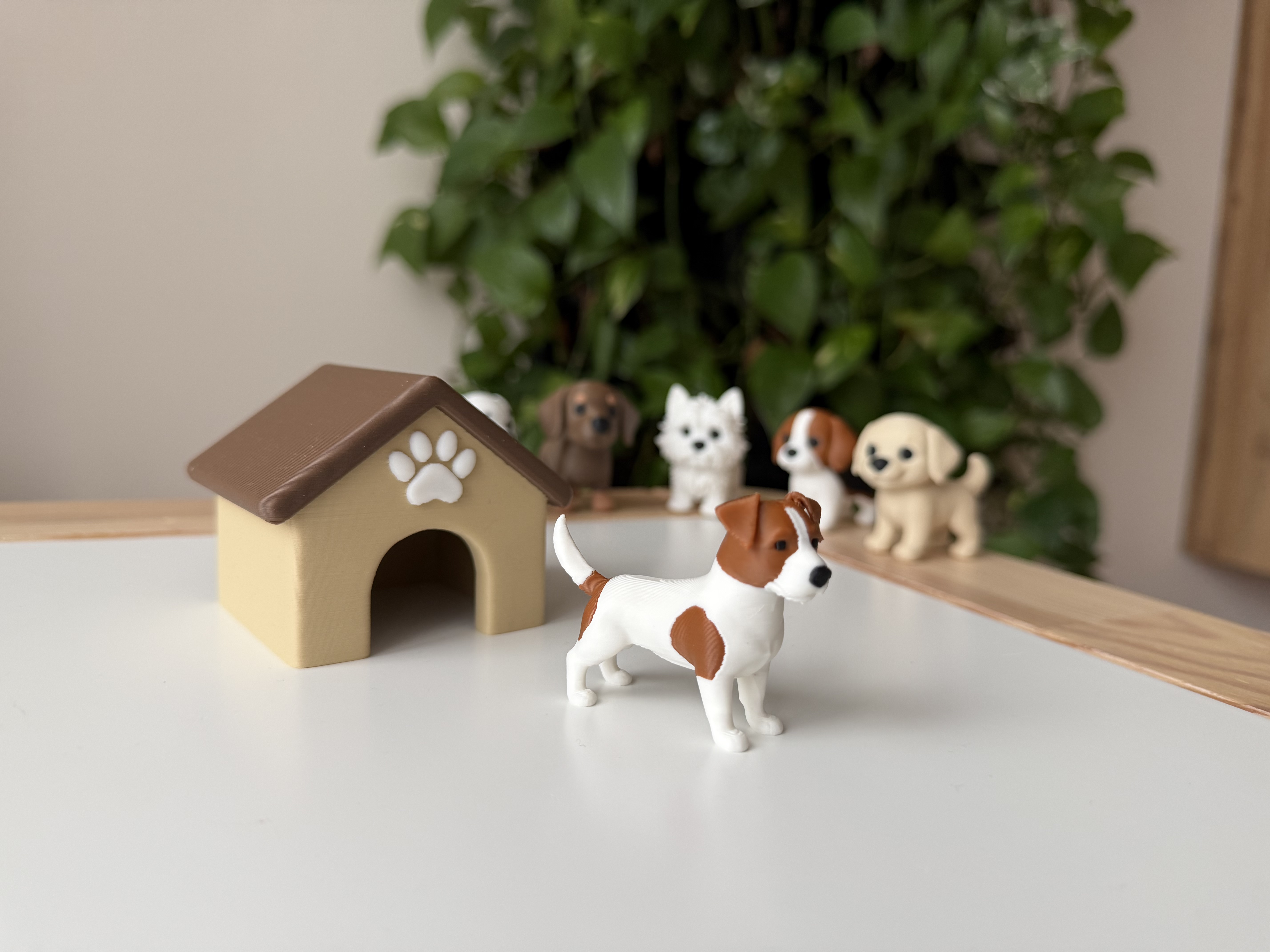 Jack russel terrier