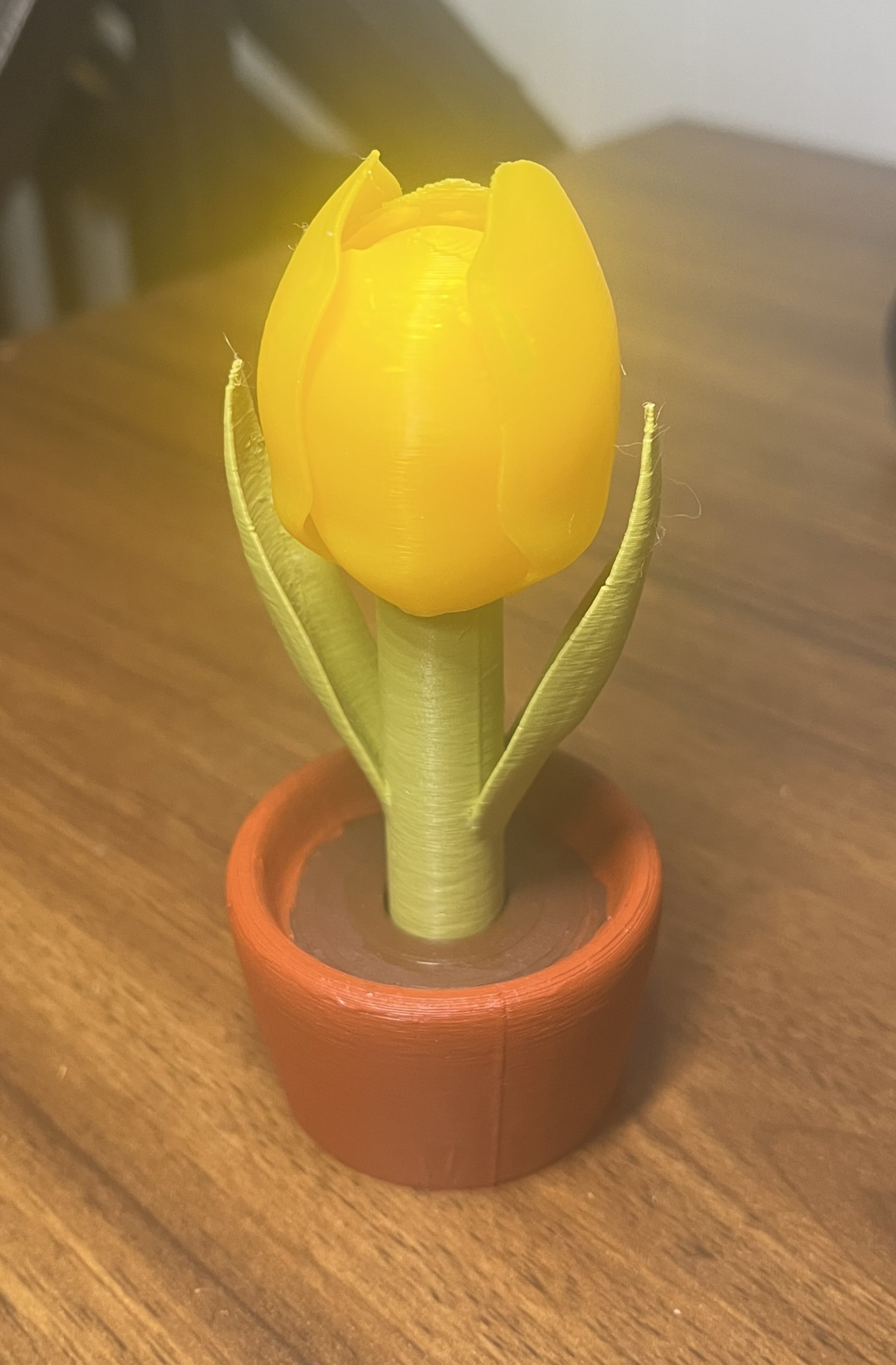 Tulip flower in a pot