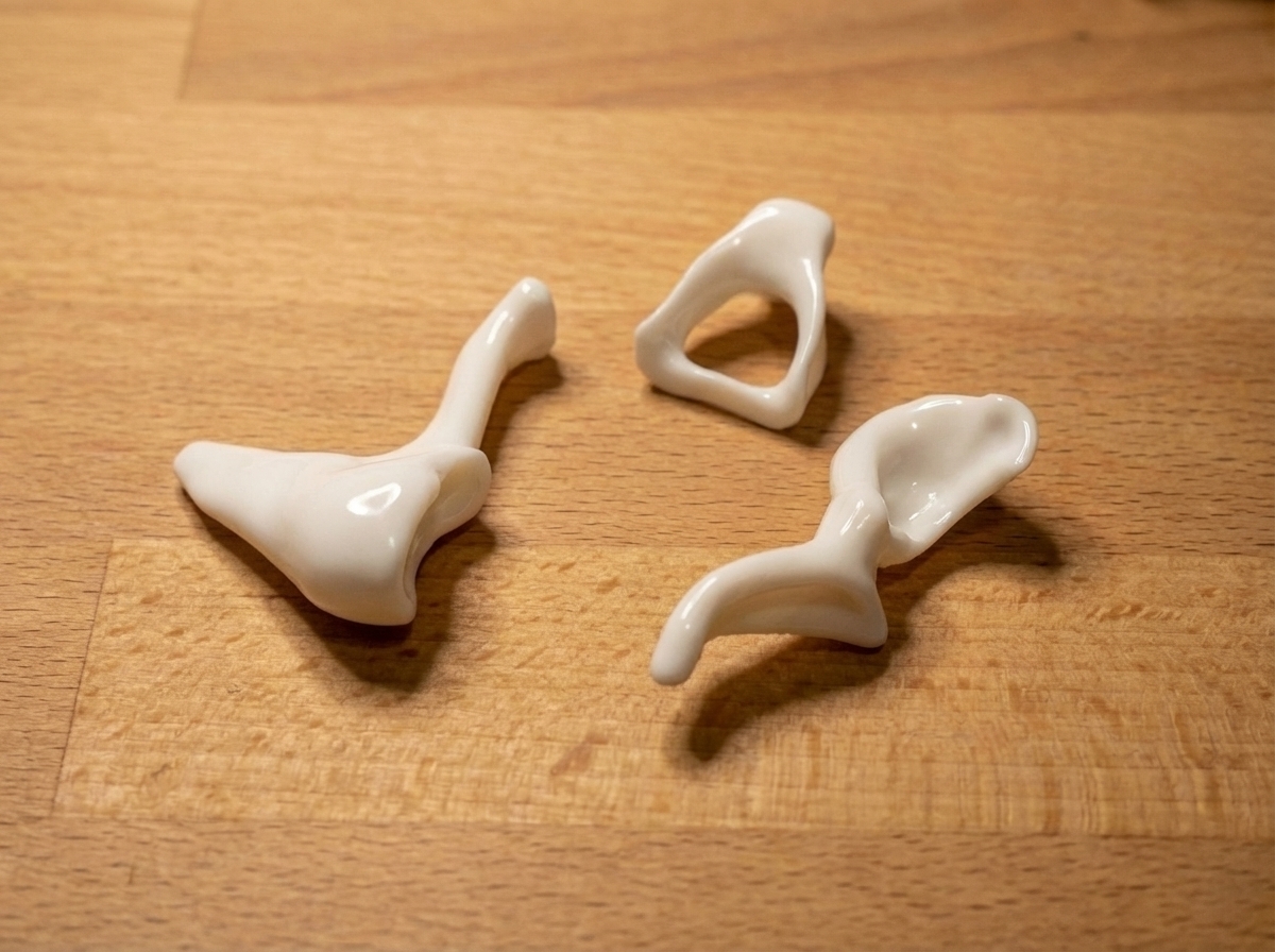 Human Ear Ossicles Set – Anatomically Accurate (Malleus, Incus, Stapes)