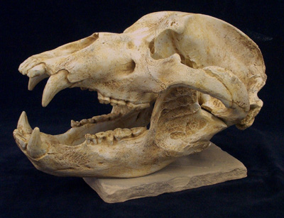 Cave bear skull (arranged in parts)