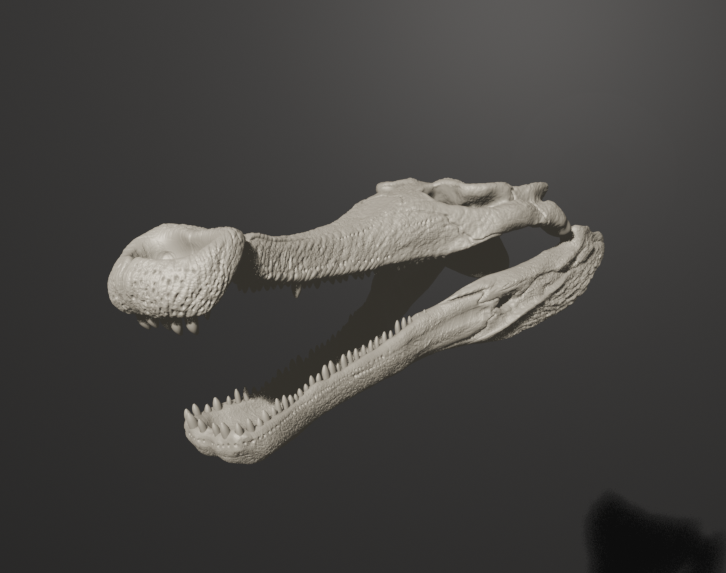Sacrosuchus Skull