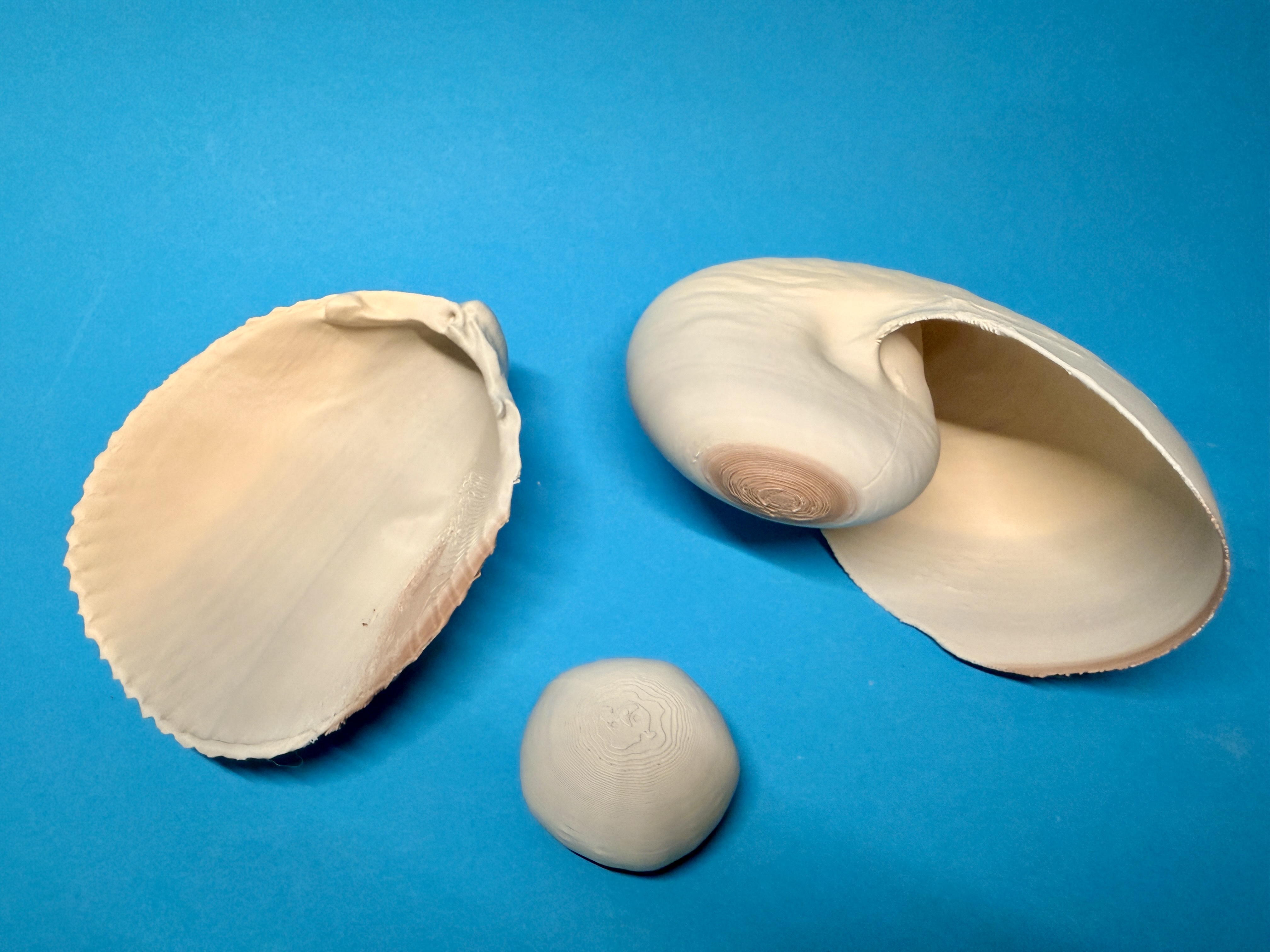 2 Shells and a sea urchin