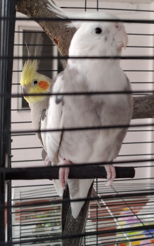 Bird Cage Perch