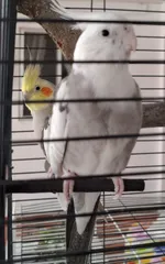 Bird Cage Perch