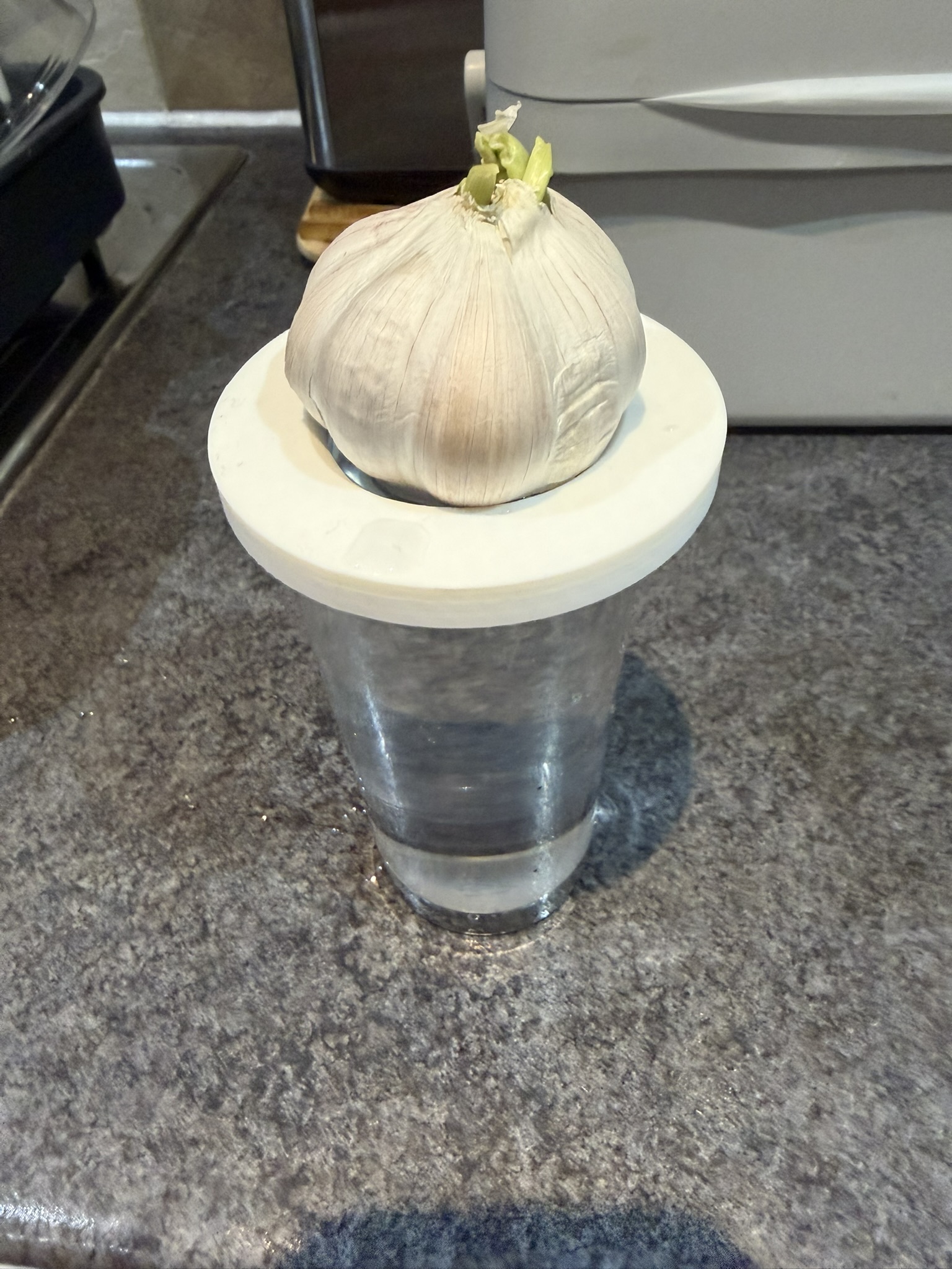 Onion Growing Plate
