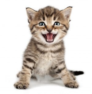 meow
