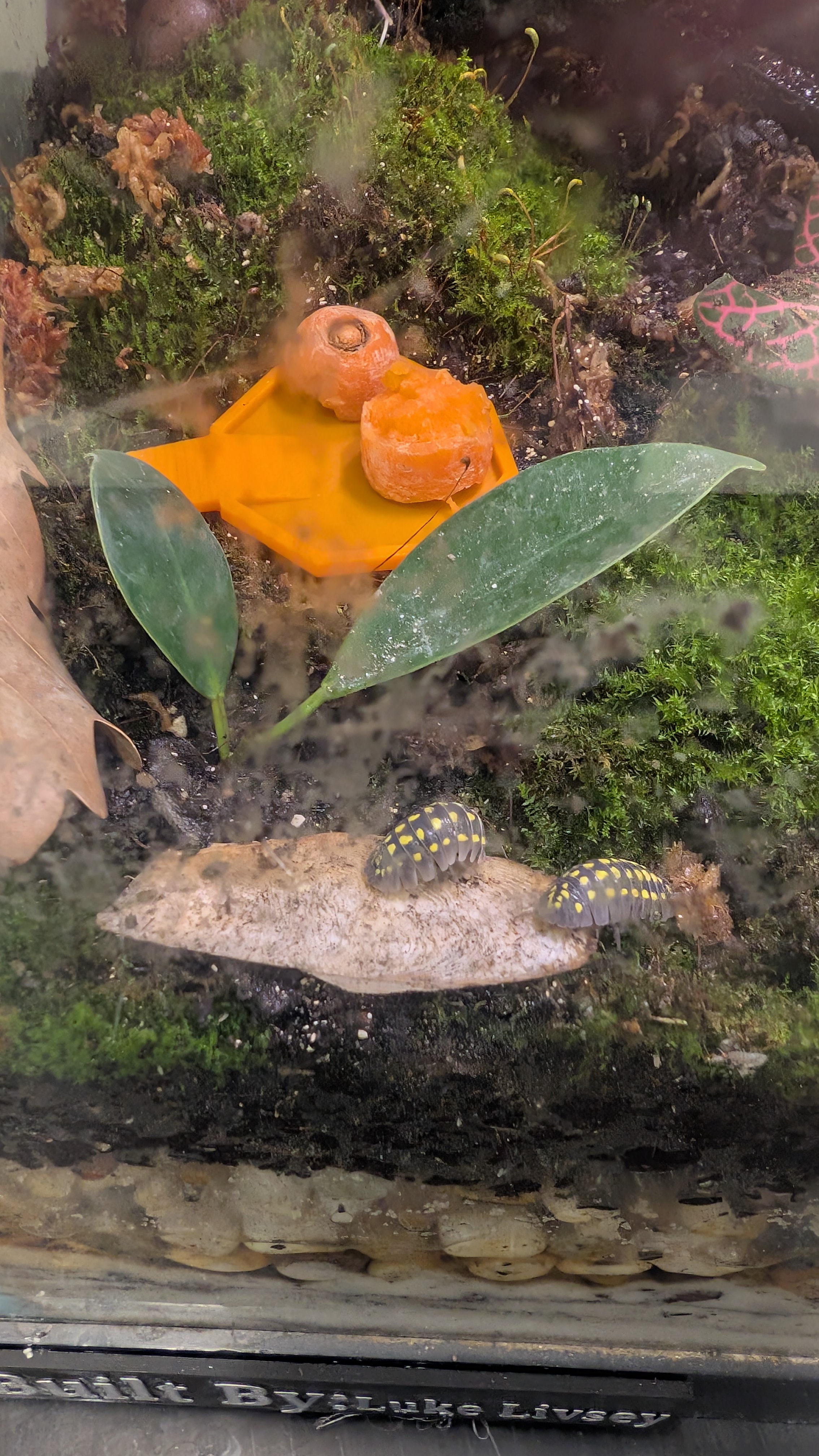 Octagon Isopod Feeding Dish