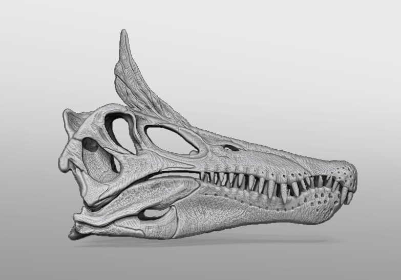 Scimitar Spinosaurid Skull