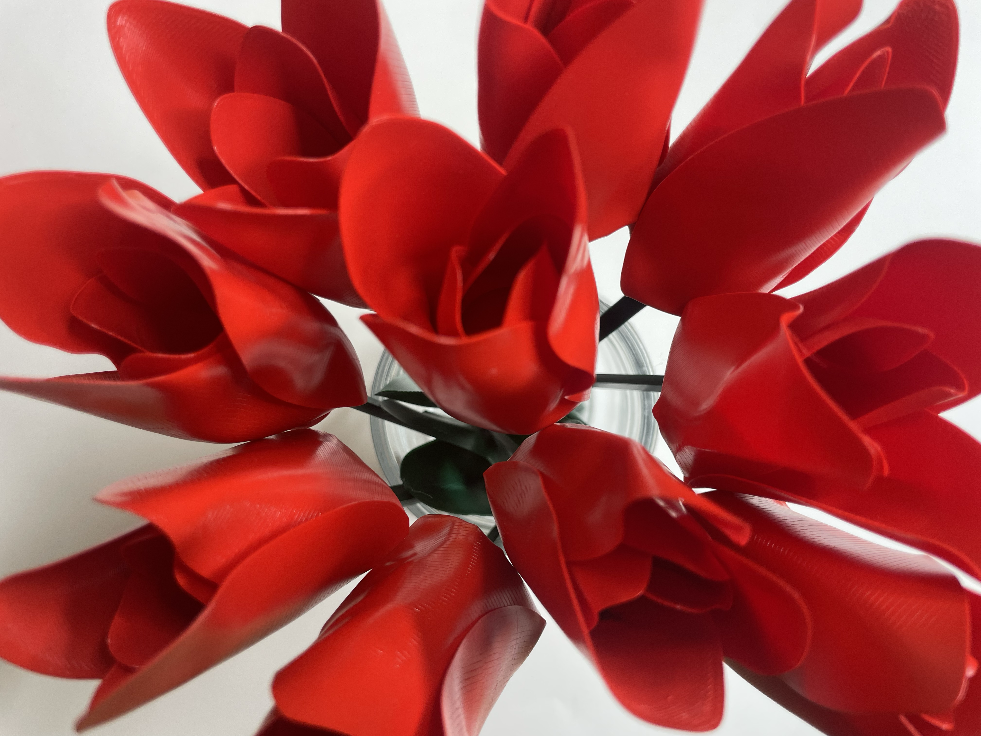 Tulip — thumbnail 3