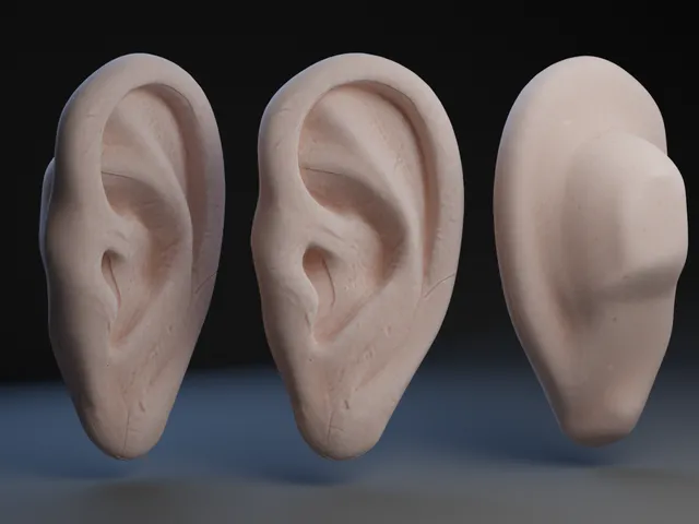 Human Ear