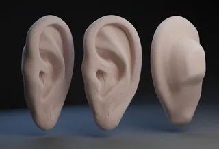 Human Ear