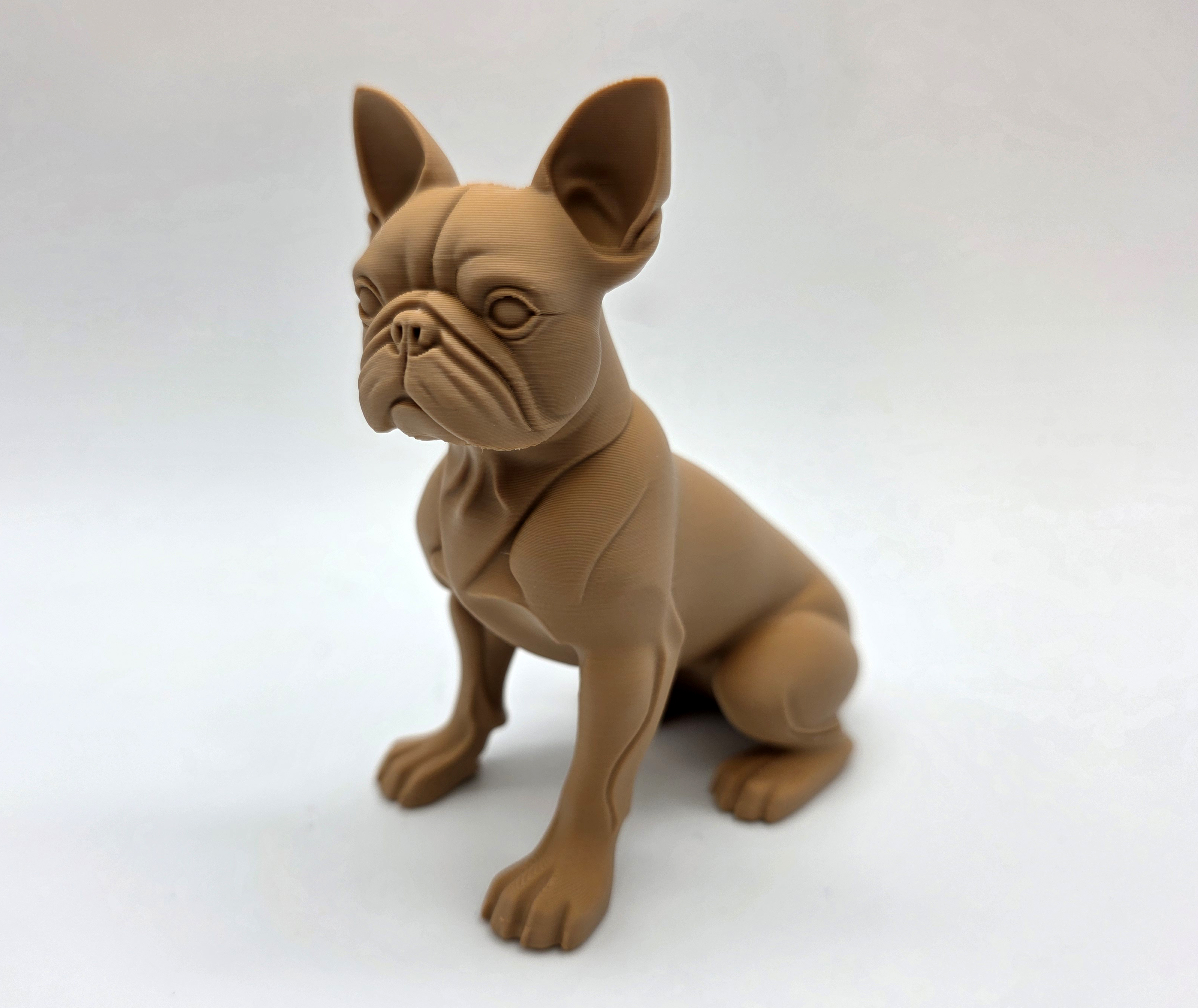 Boston Terrier Sitting