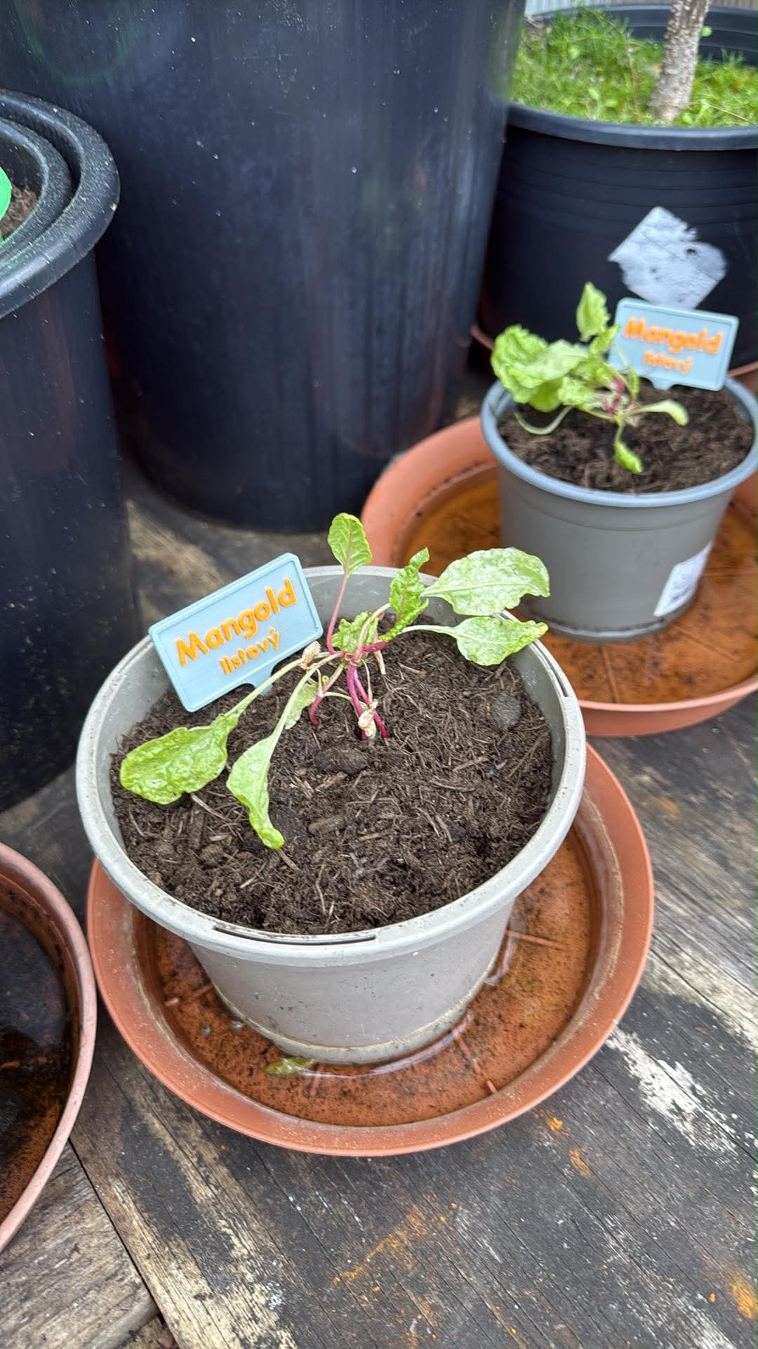 Seedling labels
