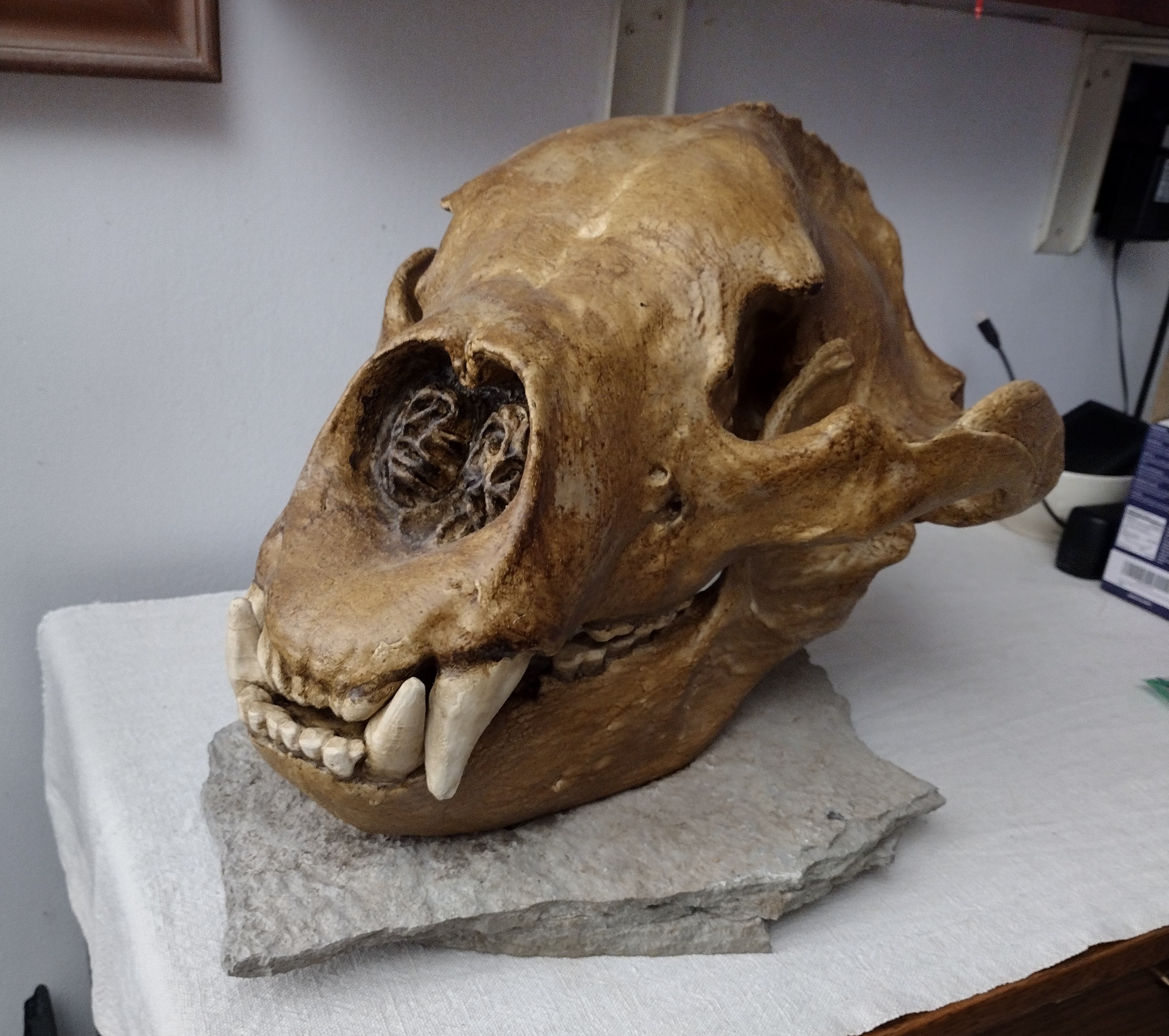 Giant Short-Faced Bear