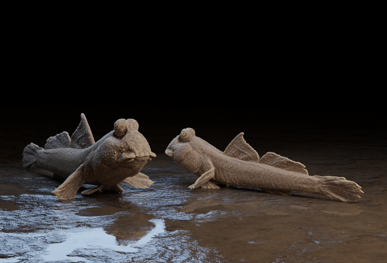 Mudskipper