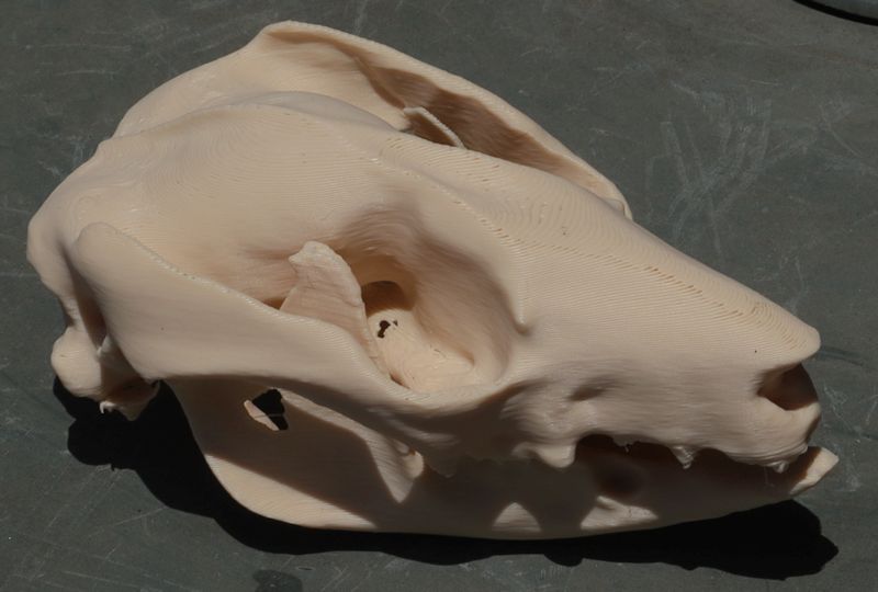 Possum skull and jaw
