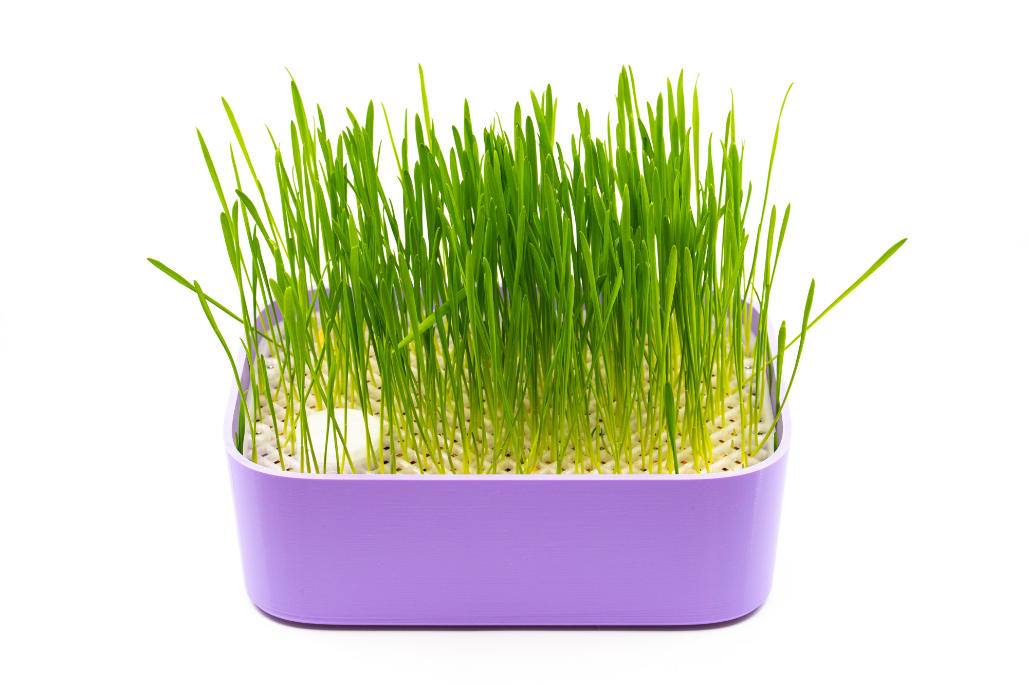 Cat Grass Planter: Durable Solution for Long-lasting Use