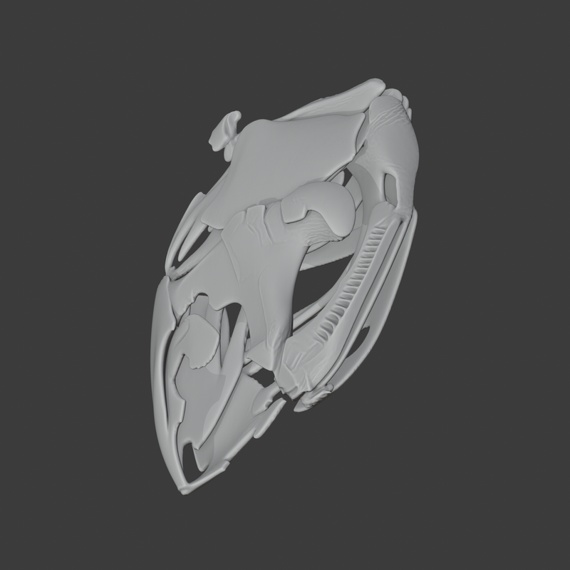 Coelacanth Skull by meshcraft3d | Download free STL model | Printables.com