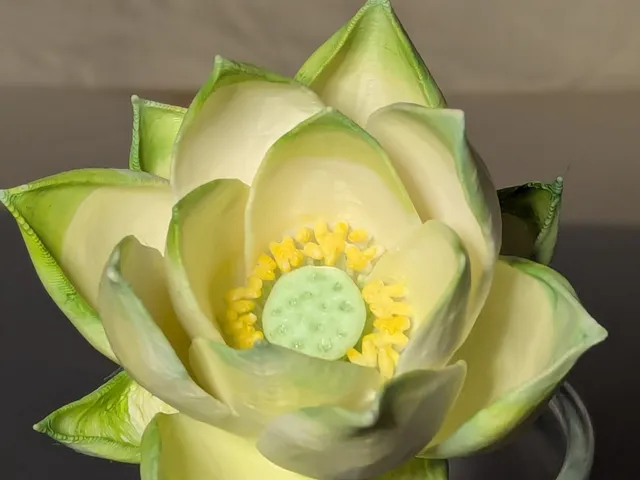 Nelumbo nucifera (lotus flower)