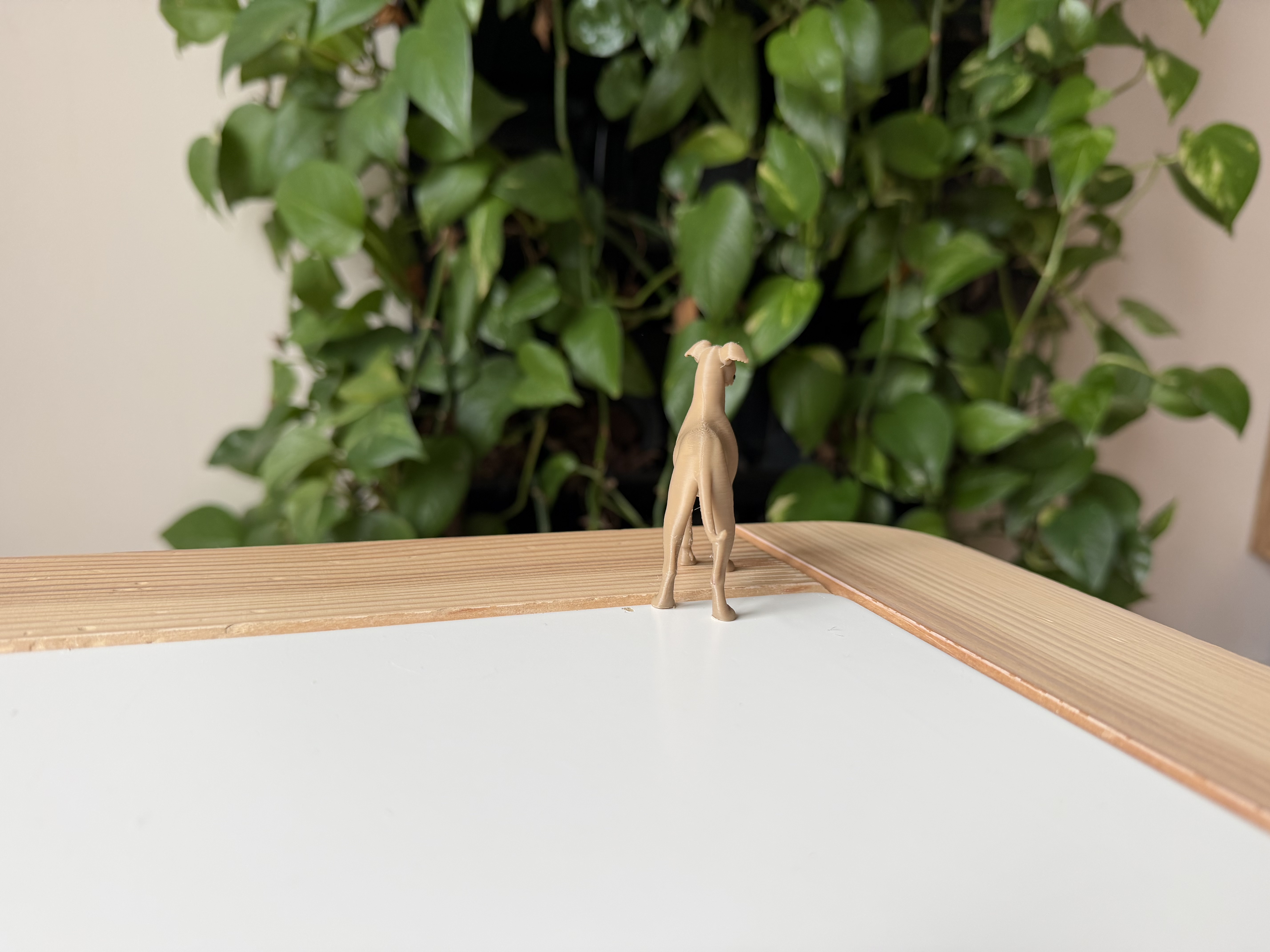 Greyhound — thumbnail 4