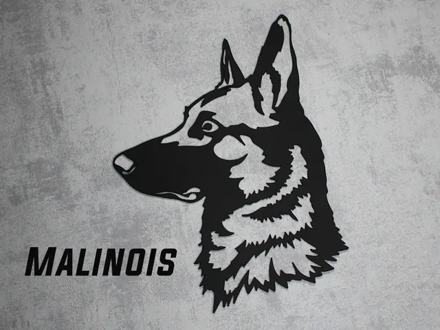 Malinois (Belgian shepherd) dog wall art