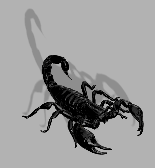 Scorpion Heterometrus silenus