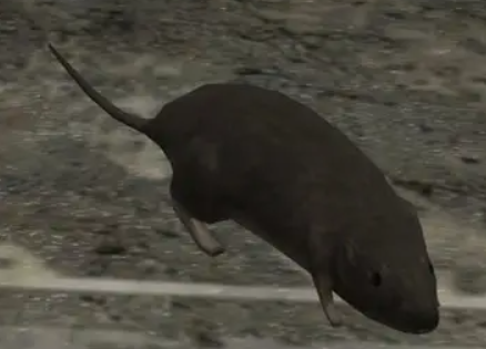 HALO 3 Rat