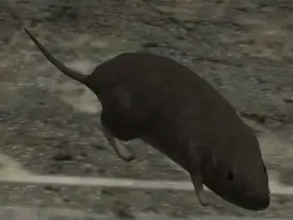 HALO 3 Rat