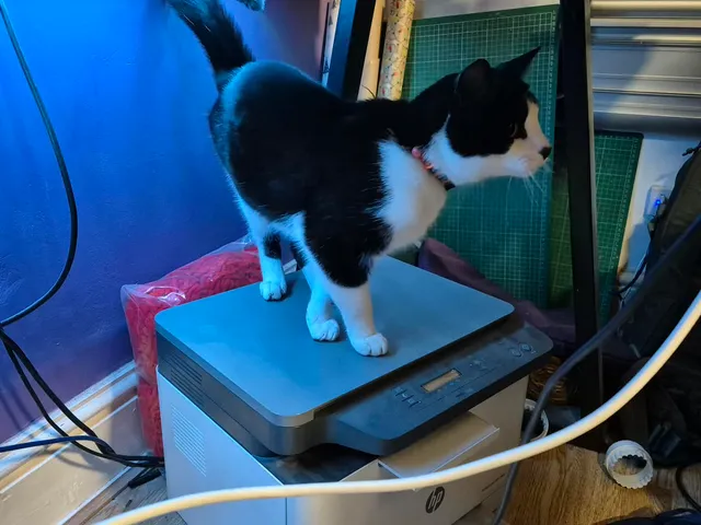 CAT HP MFP178NW PRINTER GUARD