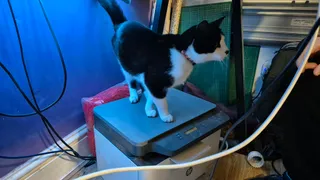 CAT HP MFP178NW PRINTER GUARD