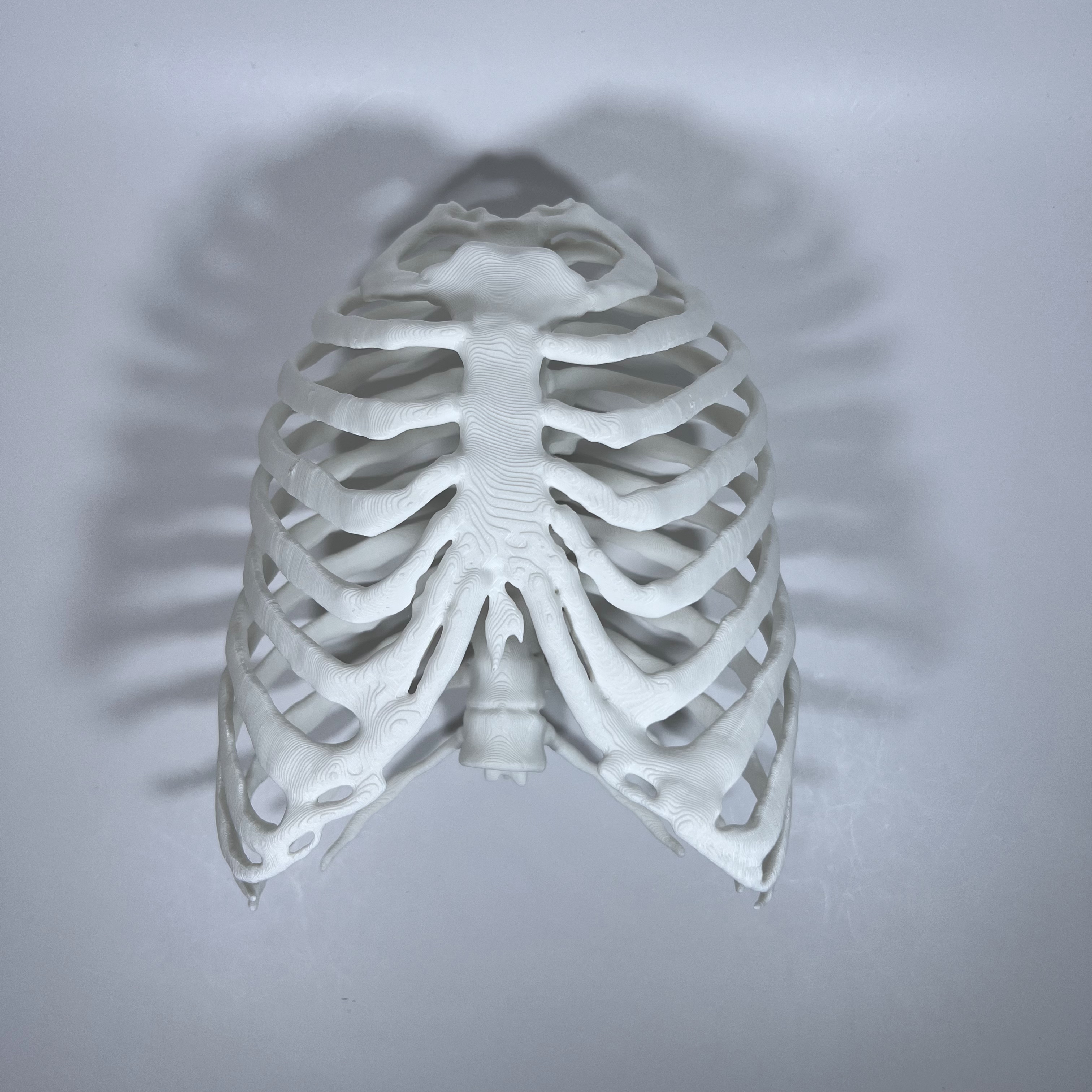 Rib Cage with Sternum and Costal Cartilage