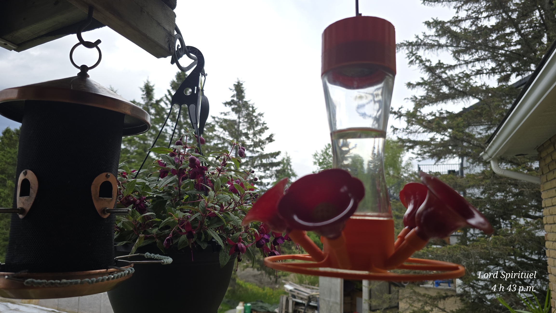HUMMING BIRD — thumbnail 2