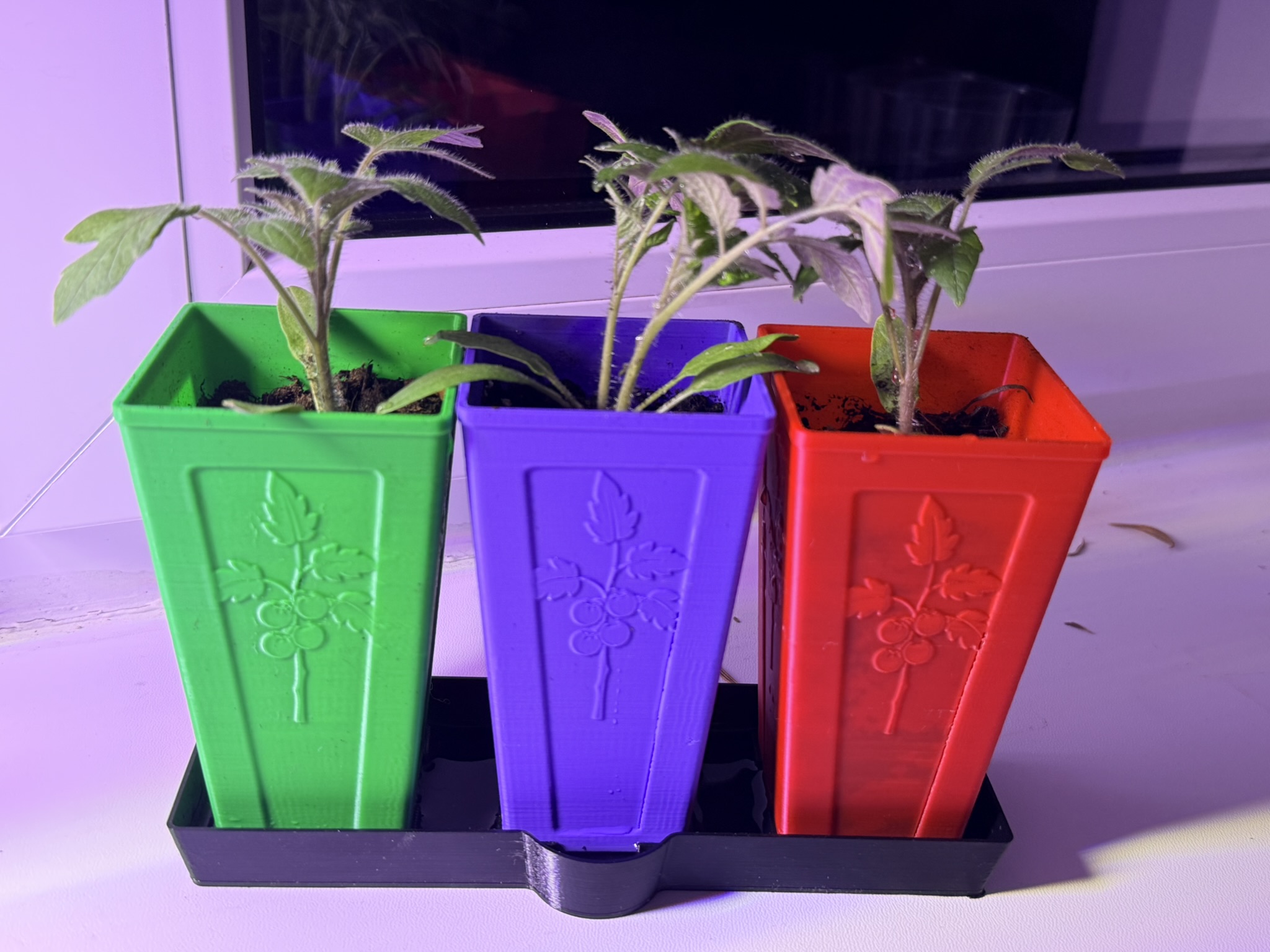 TomatoStart