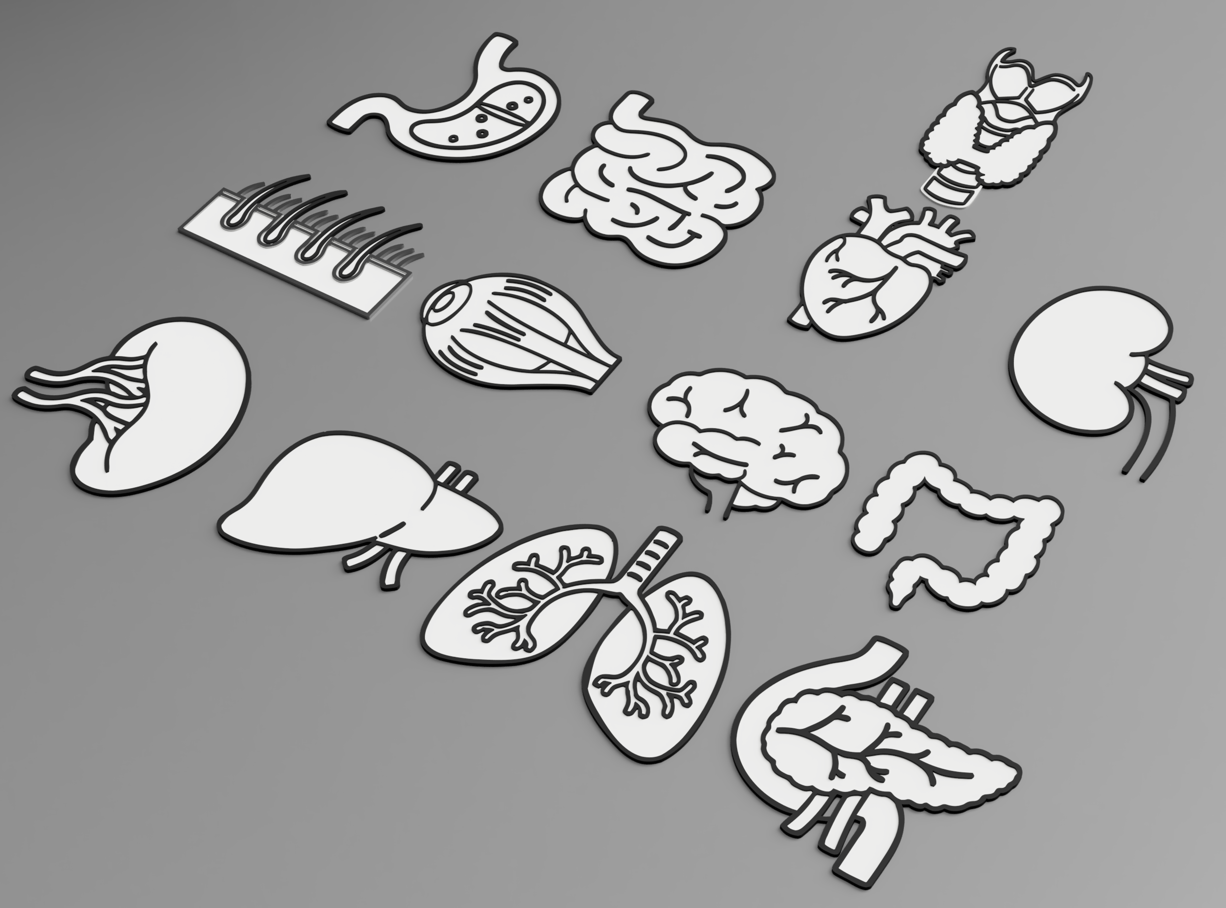 Human organs wall art