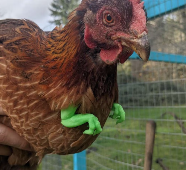 Chicken Velociraptor Arms