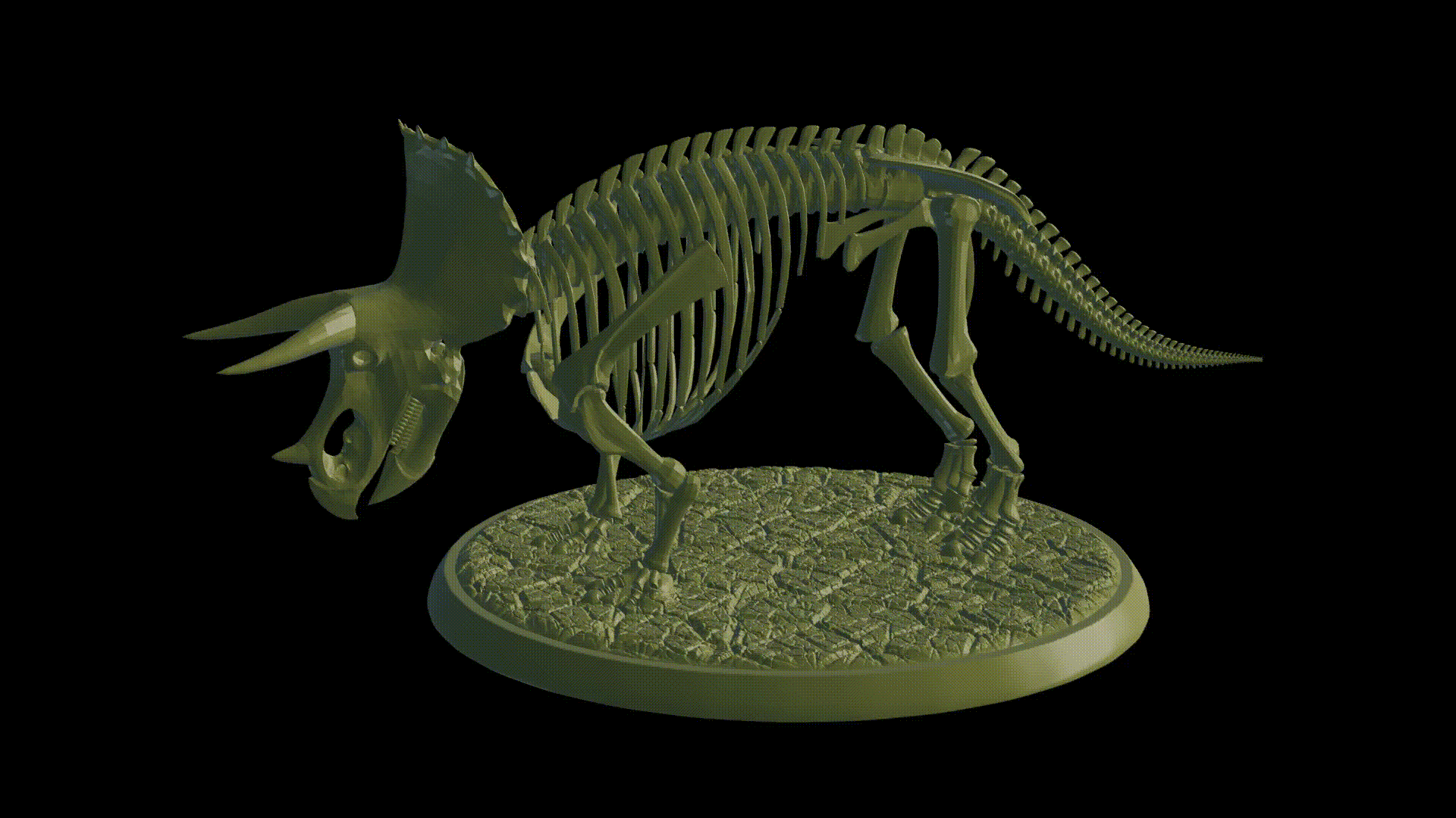 Fossil - Triceratops