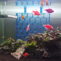 Shrimp shelter