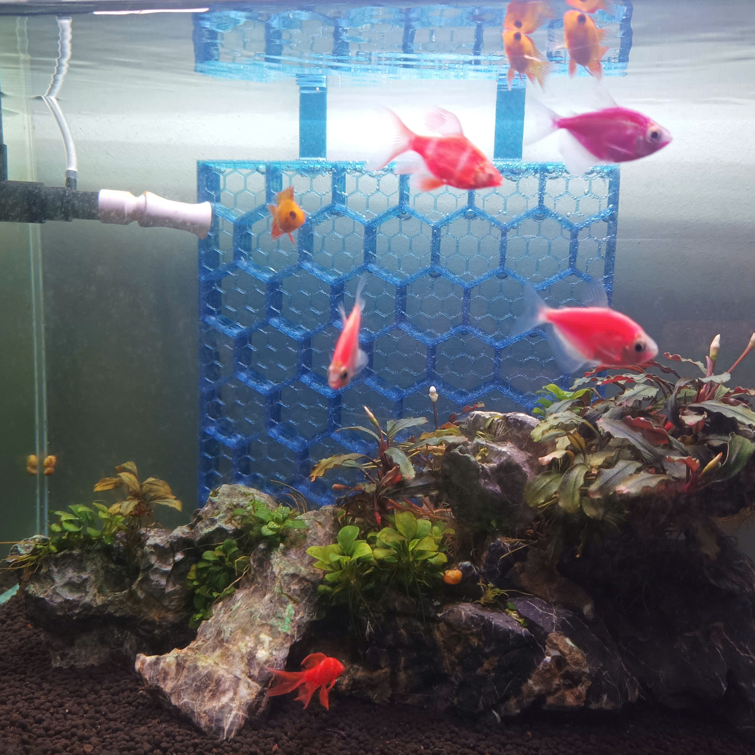 Shrimp shelter