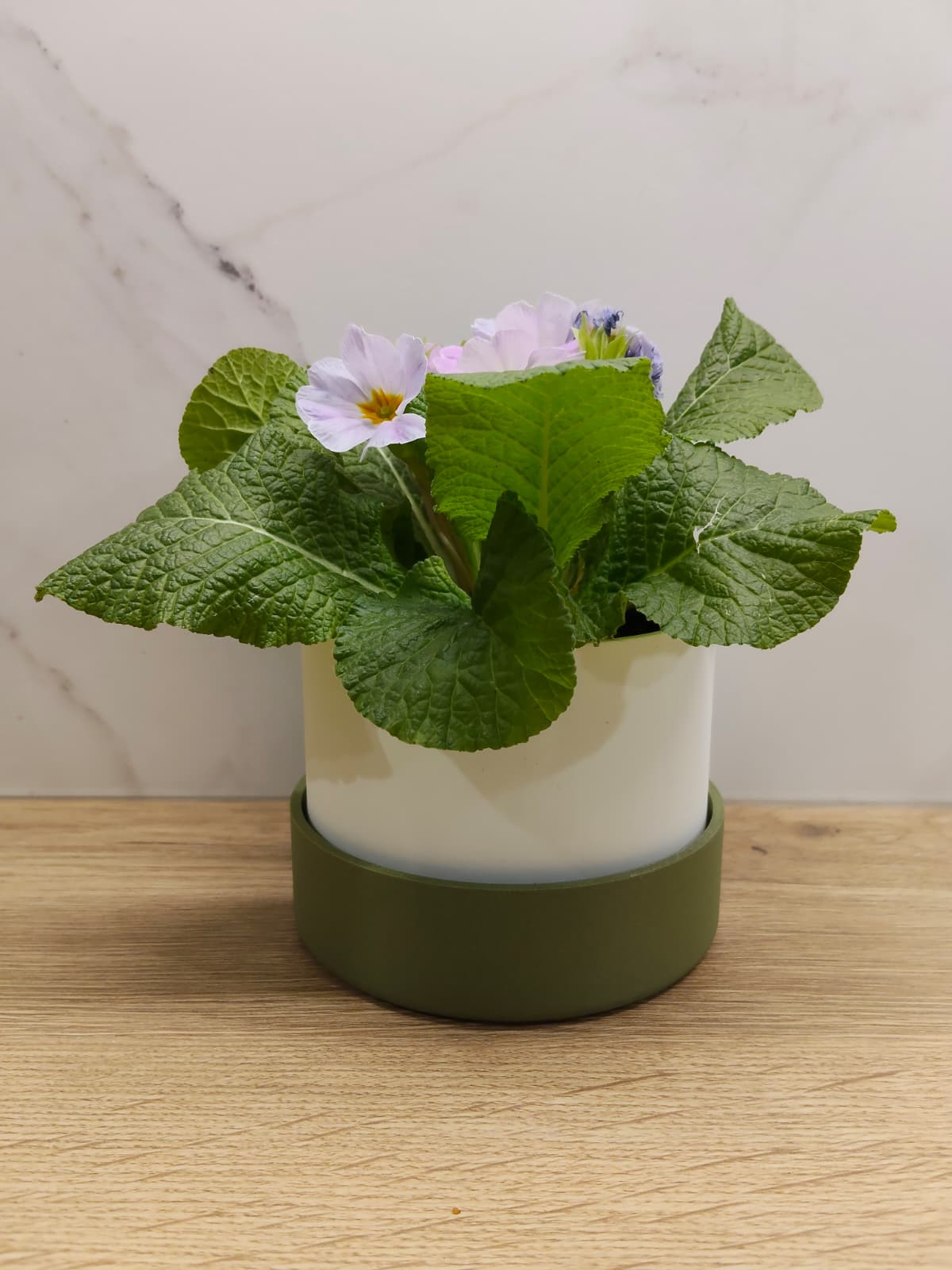 Classic plater (plain)