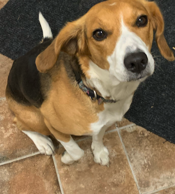 beagle